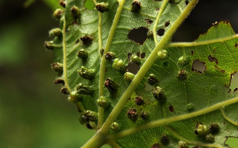 La filoxera, como una mala gestión de plagas provocó una crisis agrícola